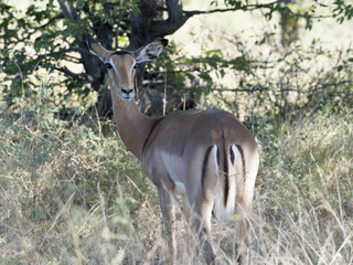 Impala, Aepyceros melampus, in the Moremi National Park, Botswana