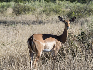Impala, Aepyceros melampus, in the Moremi National Park, Botswana