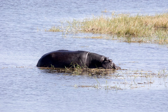 Hippopotamus, Hippopotamus amphibius, in Lake Moremi National Park, Botswana