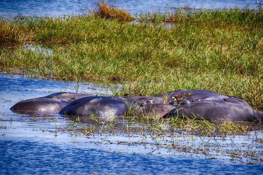 Hippopotamus, Hippopotamus amphibius, in Lake Moremi National Park, Botswana