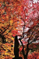紅葉./空に高く伸びた紅葉です.