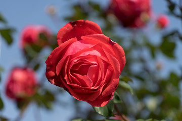beautiful red flowers against blue sky