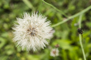 Fog Dandelions in detail.