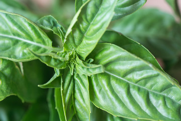 Fototapeta premium fresh basil leaves on wooden table macro