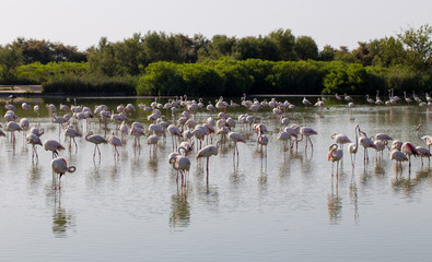 Flock of pink flamingos resting in Carmargue wetland