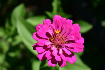 Fototapeta premium Pink flower