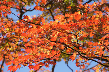 Naklejka na ściany i meble 紅葉