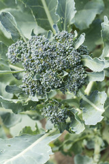 Home bio broccoli on field in detail.