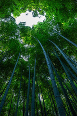 Obraz na płótnie Canvas Arashiyama bamboo forest in Kyoto, Japan