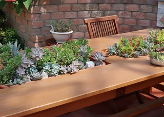 おしゃれな多肉植物の寄せ植え