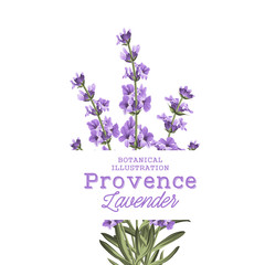 The lavender elegant card. Botanical illustration of provence lavender. Bouquet of violet flowers and text sign in vintage style. Card with custom sign and place for your text. Vector illustration.