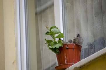 Baby Dove in Flowerpot