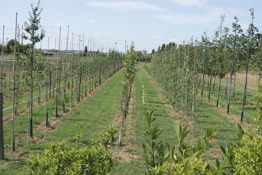 pepini&egrave;re