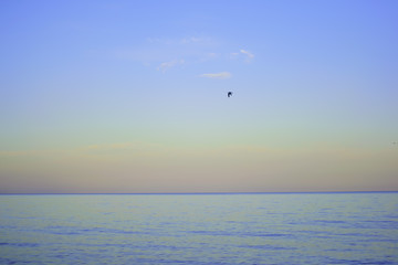 Naklejka na ściany i meble gull on the evening sunset over the sea
