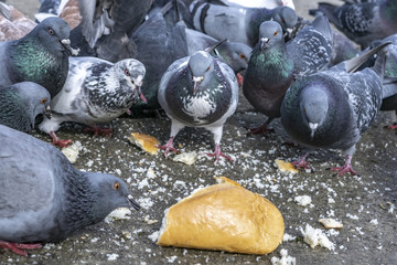 Fototapeta premium Pigeons in the park eating bread crumbs