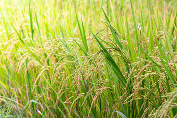 Rice Field with a Blur Background.