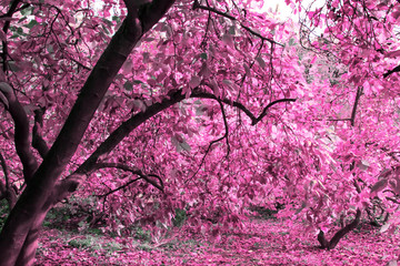 Mysterious autumn magnolia garden