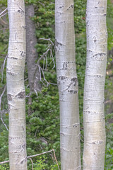 White color vertical of quaking aspens