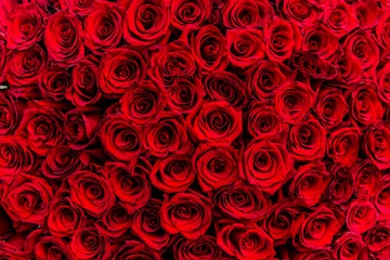 Foto op Canvas verse donkerrode rozen close-up textuur achtergrond voor St. Valentijnsdag © kapichka