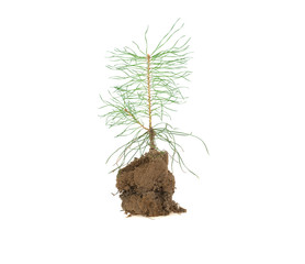 sprout of fir in sand soil on white background