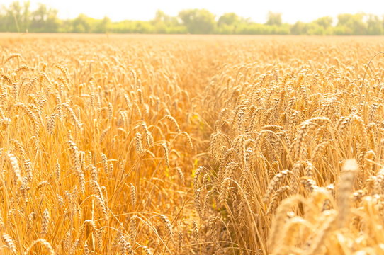 Golden ears of wheat in summer on a sunny day on the field. Ripe ears of rye. Rich harvest concept. 