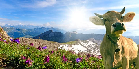 Deurstickers Blije koe in Zwitserland :) © doris oberfrank-list