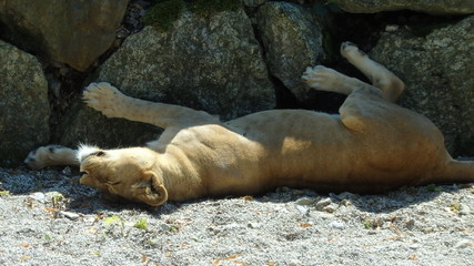 Obraz premium schlafende Löwin 