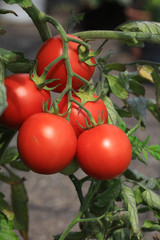 Frische Tomaten