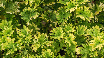 plant with beautiful and vibrant color used as vocal point of a garden