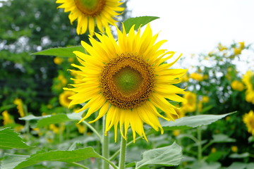sun flower at garden