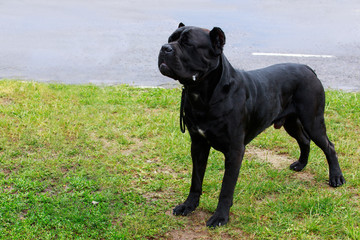 dog breed cane corso italiano