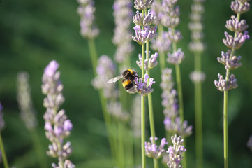 bumblebee on flowers