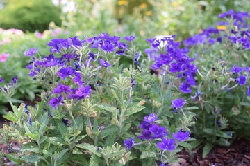 Small Violet Flowers