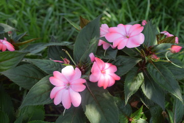 Cute Pink  Flowers