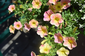 Pale Spring Flowers in the Sun