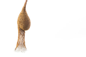 Bird's nest is build by Weaver bird.