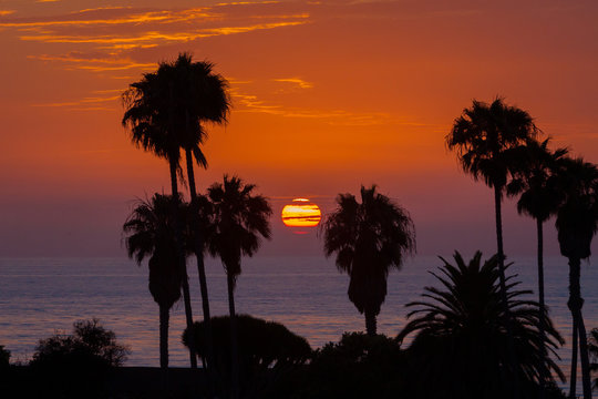 Sunset Through Palm Trees Over LaJolla Beach California