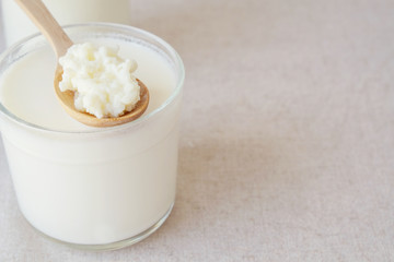 Organic probiotic milk kefir grains, Tibetan mushrooms on wooden spoon over kefir milk in a glass