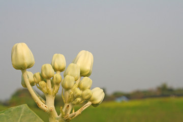 White crown flower on bright blue sky background