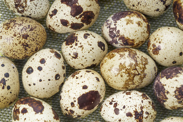 Obraz premium Quail eggs, close-up, view from above.