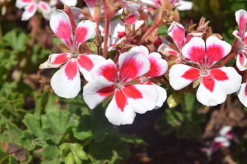 Bright Spring Flowers