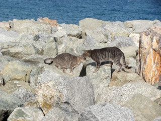 Cats in the rocks by the sea