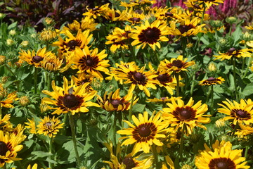 Garden of Bright Sunflowers