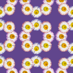 Daisy, marguerite. Seamless pattern texture of flowers. Floral background, photo collage