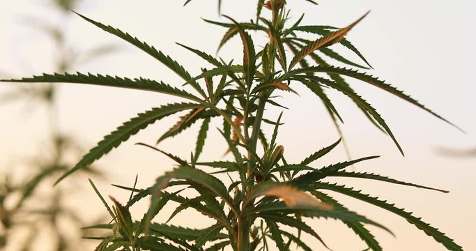 closeup shot of medical cannabis marijuana blooming. illegal narcotic weed growing on field under the sun. agriculture concept 4k