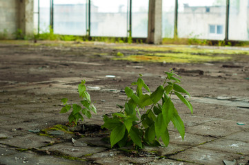 Industrial interior at the old electronic devices factory with big windows and empty floor. Interior inside an abandoned factory, overgrown with green moss and plants.