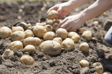 ジャガイモ収穫