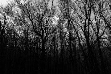 Skeletal trees silhouettes in winter, against an empty sky at dusk