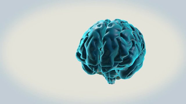 BRAIN-Cerebellum on a white background
Human Brain Atlas