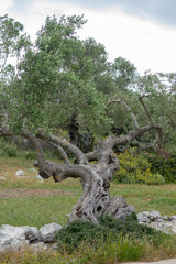 Olive tree